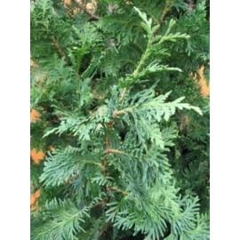 Туя Спиралис 